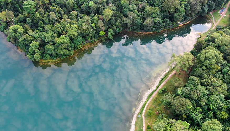 MacRitichie Reservoir, Singapore